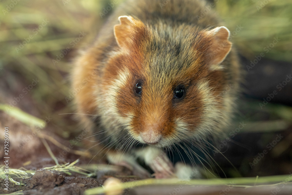 Ein Feldhamster in der Frontale sucht nach Futter Ein Feldhamster in der Frontale sucht nach Futter