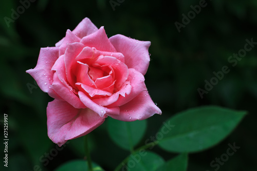 pink rose in the garden