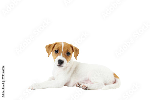 The cuttest two months old Jack Russel terrier puppy named Maisie. Small adorable doggy with funny fur stains. Close up, copy space, isolated background. photo