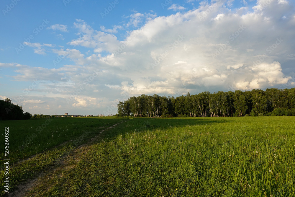 Landscape. Forest on the horizon. Green field. Russia