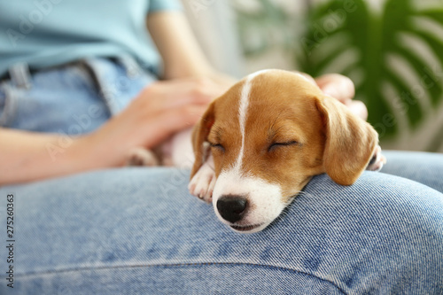 The cuttest two months old Jack Russel terrier puppy named Maisie sleeping on woman's lap. Small adorable doggy with funny fur stains lying with owner. Close up, copy space, isolated background. photo