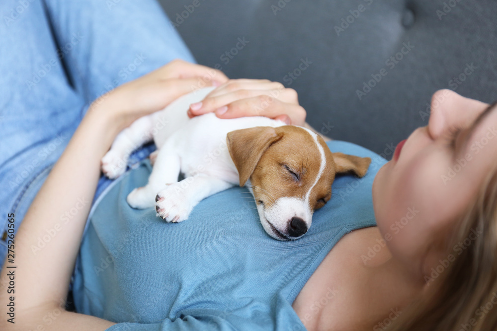 The cuttest two months old Jack Russel terrier puppy named Maisie sleeping on young woman's chest. Small adorable doggy w/ funny fur stains resting with owner on couch. Close up, copy space background