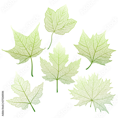 Set leaves maple on white. Vector illustration. EPS 10.