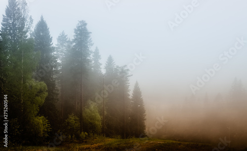 Landscape - fog in the forest