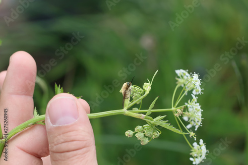 identification d'un bombyle  photo