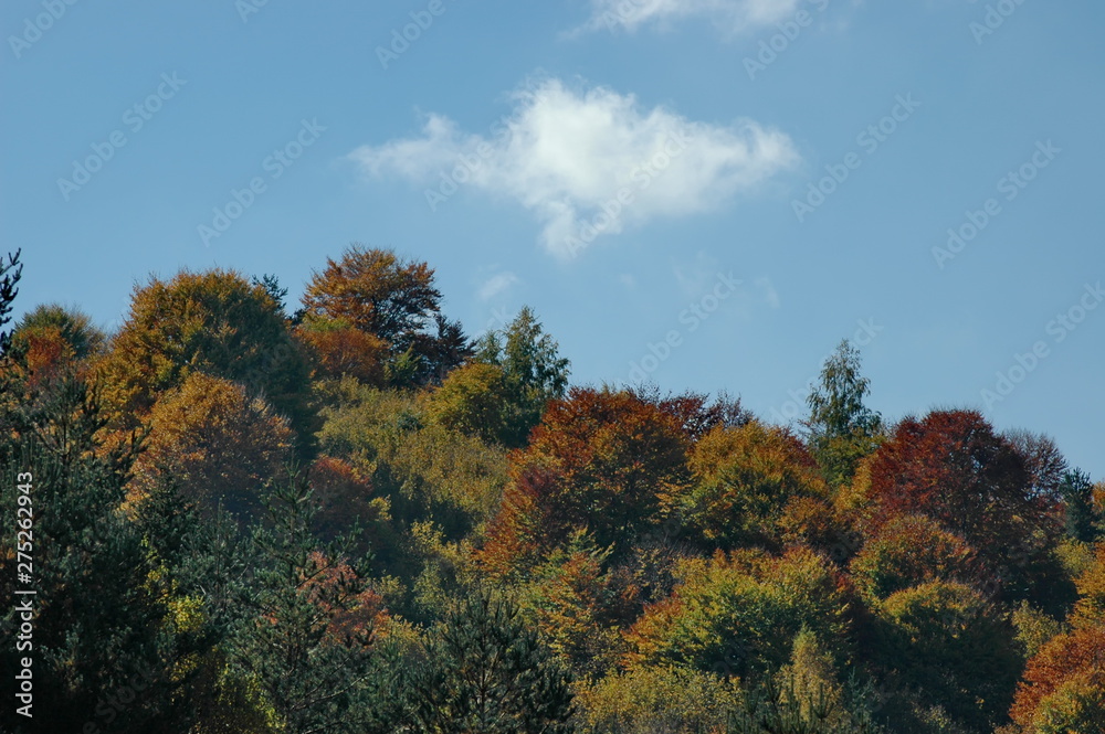The colorful beauty of autumn in the forest and mountain Plana Bulgaria