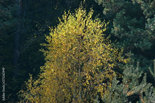 The colorful beauty of autumn in the forest and mountain Plana Bulgaria