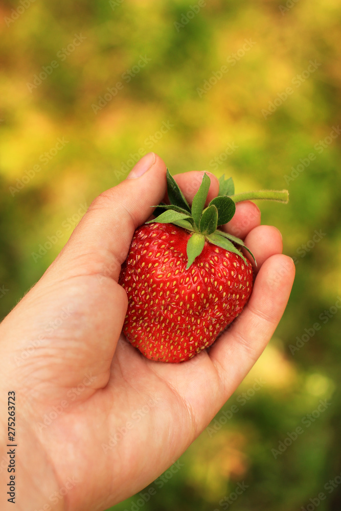 Obraz premium Beautiful big strawberry in hand. Strawberry in hand