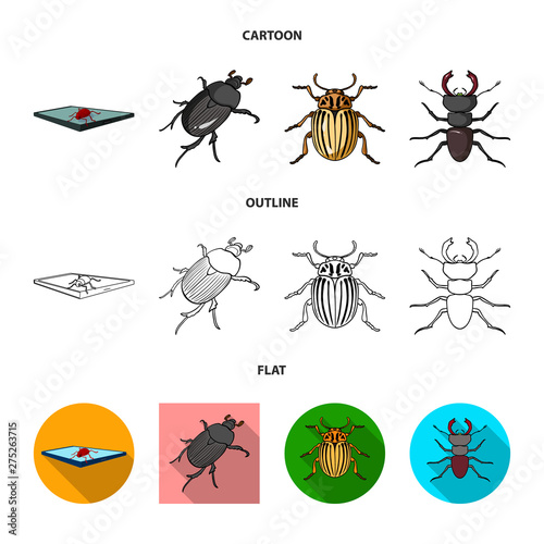 Isolated object of insect and beetle sign. Set of insect and halloween vector icon for stock.