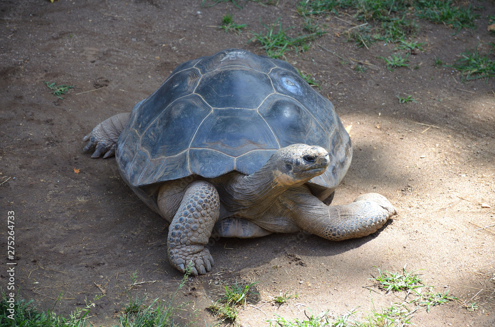 Galapagos Giant Tortoise Walking in the Garden Galapagos Giant Tortoise Walking in the Garden