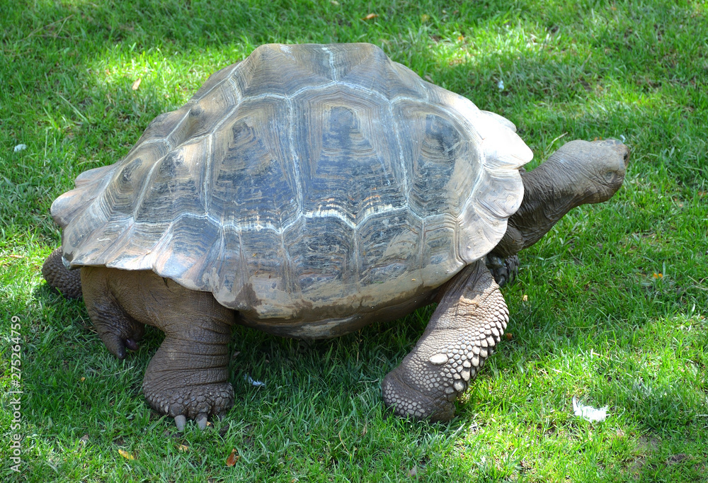 Galapagos Giant Tortoise Walking in the Garden Galapagos Giant Tortoise Walking in the Garden