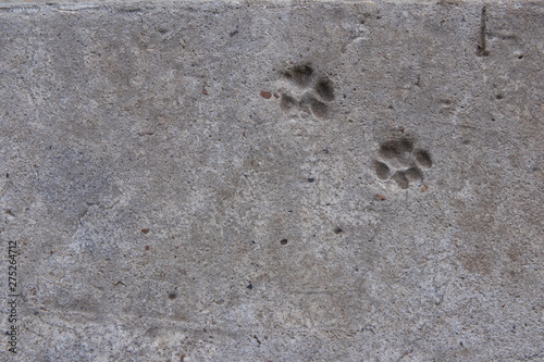 Cat footprint on concrete