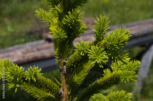 Fresh branch of spruce in the garden