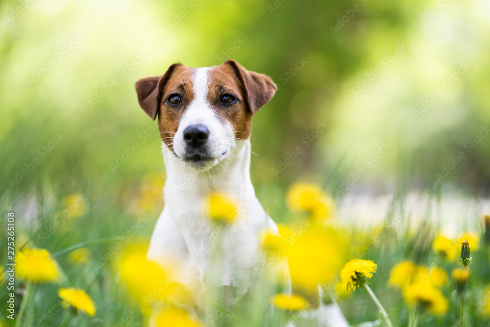 Dog portrait in a flower meadow. Cute Jack Russell Terrier old is sitting in a blooming meadow - obrazy, fototapety, plakaty 