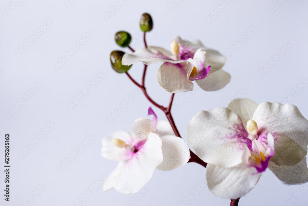 Naklejka premium orchid on white background