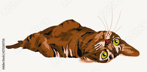 Canvas Print cute cat lays, vector realistic image on white background