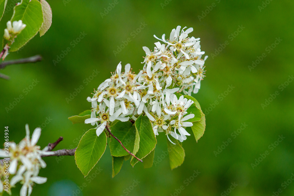 White flowers of the tree Amelanchier Arborea (Irga) on a green background close-up White flowers of the tree Amelanchier Arborea (Irga) on a green background close-up