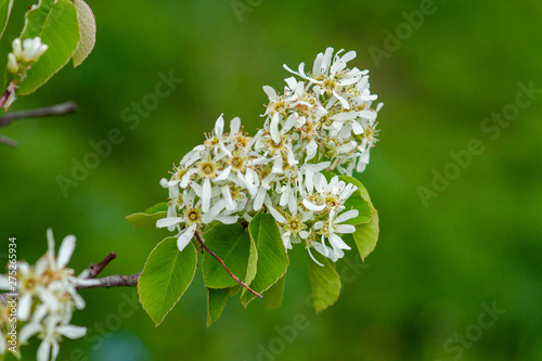 White flowers of the tree Amelanchier Arborea (Irga) on a green background close-up