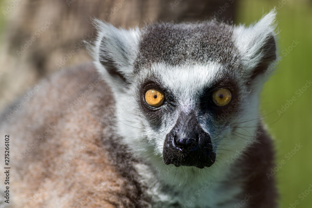 Ring-Tailed Lemur closeup portrait, Lemur catta, a large gray primate with golden eyes
