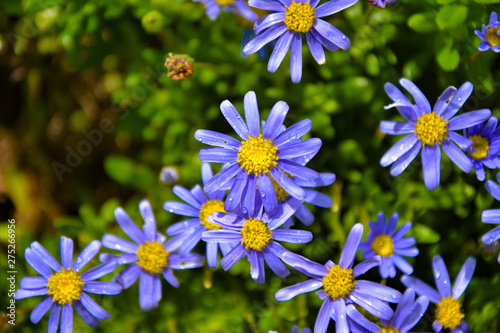 Blue daisy flowers in water droplets in sunlight