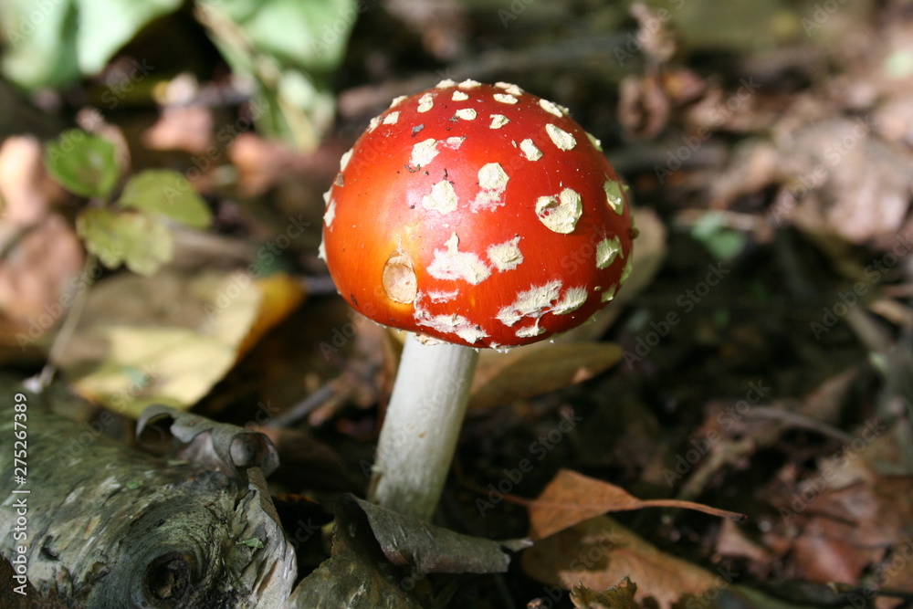 various mushrooms in the forest various mushrooms in the forest