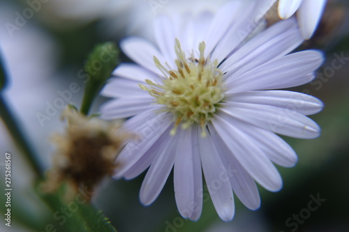 Naturaleza macro photo