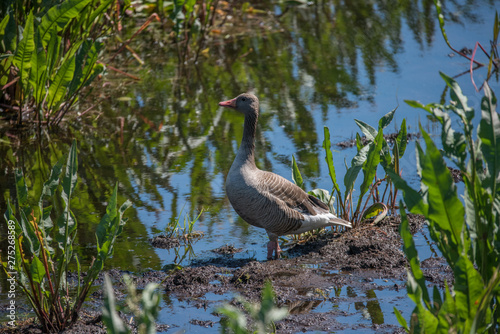 Greylag goose on a mud bank in the  the bird protection area Hj  lstaviken close to Stockholm