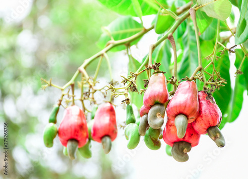 Cashew nut on the tree,Cashew or Anacardium occidentale or marañón.