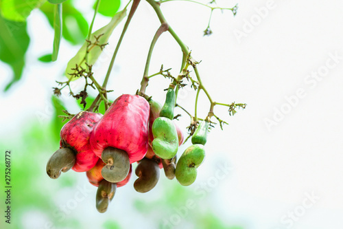 Cashew nut on the tree,Cashew or Anacardium occidentale or marañón.