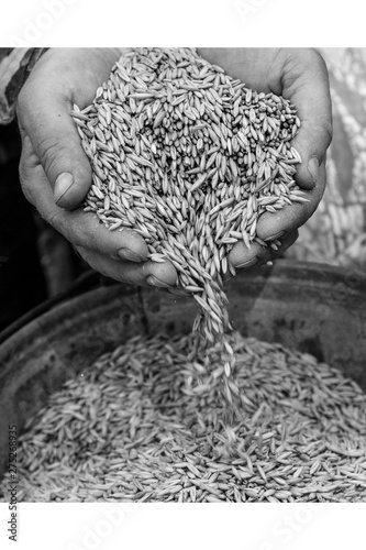 two hands of man pour grain