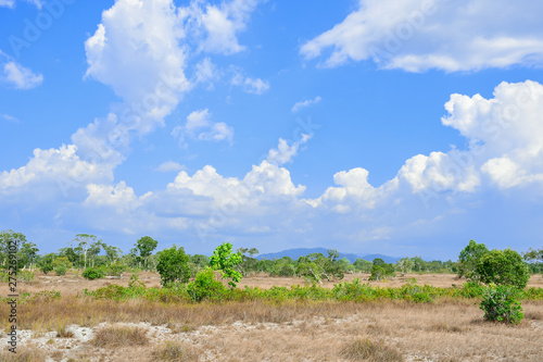 The beauty of grassland, trees and blue skies Of Phra Thong Island Kuraburi District, Phang Nga Province, Thailand. photo