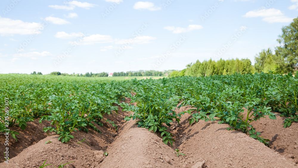 Rows of potatoes on the farm field. Cultivation of potatoes in Russia. Landscape with agricultural fields in sunny weather.