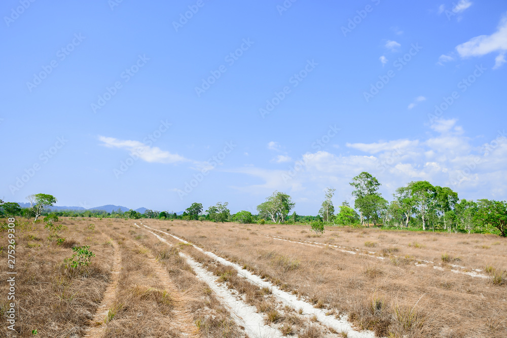 The beauty of grassland, trees and blue skies Of Phra Thong Island Kuraburi District, Phang Nga Province, Thailand.