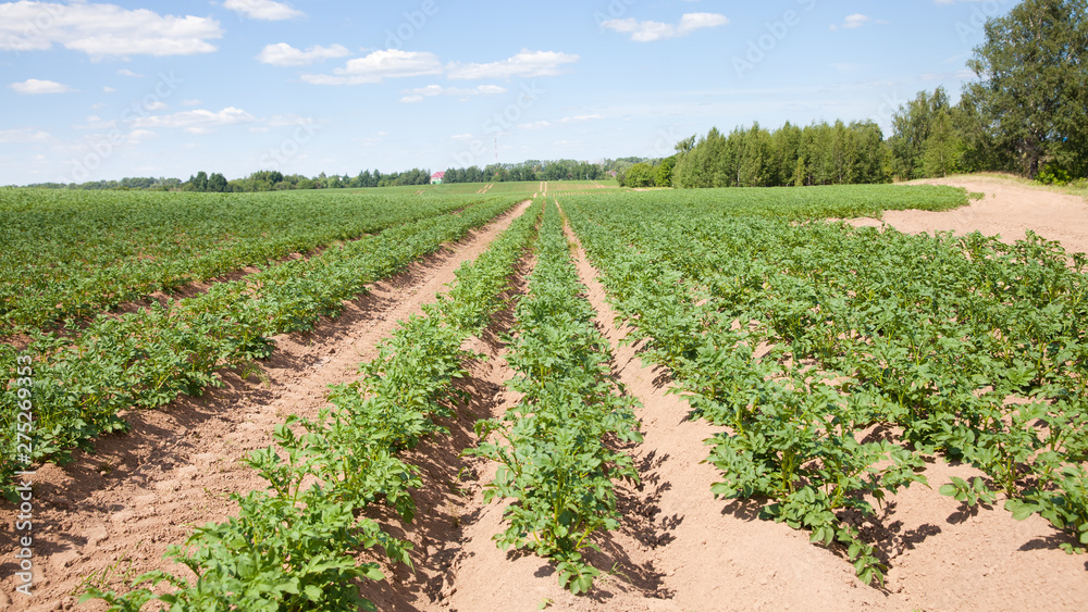 Rows of potatoes on the farm field. Cultivation of potatoes in Russia. Landscape with agricultural fields in sunny weather.