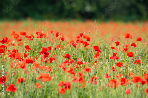 Poppy flower Netherlands