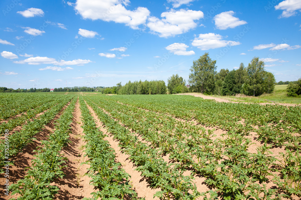 Rows of potatoes on the farm field. Cultivation of potatoes in Russia. Landscape with agricultural fields in sunny weather. A field of potatoes in the countryside.
