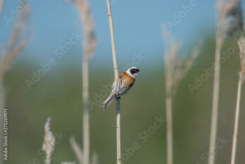 Eurasian penduline tit on a reeds