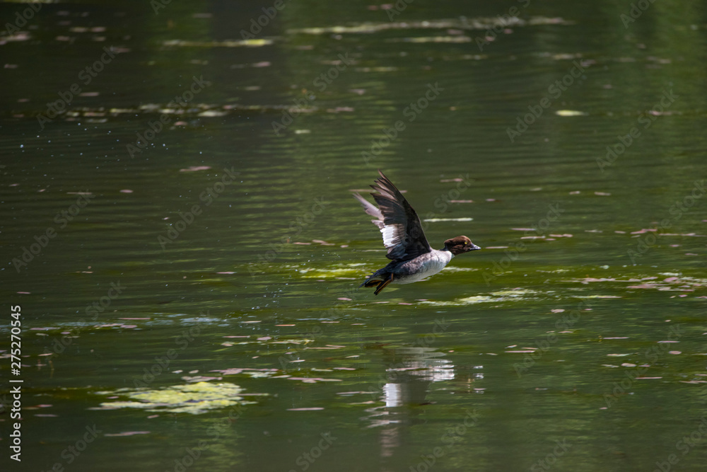 Tufted duck taking off from a pond on the Drottningholm island Stockholm Tufted duck taking off from a pond on the Drottningholm island Stockholm