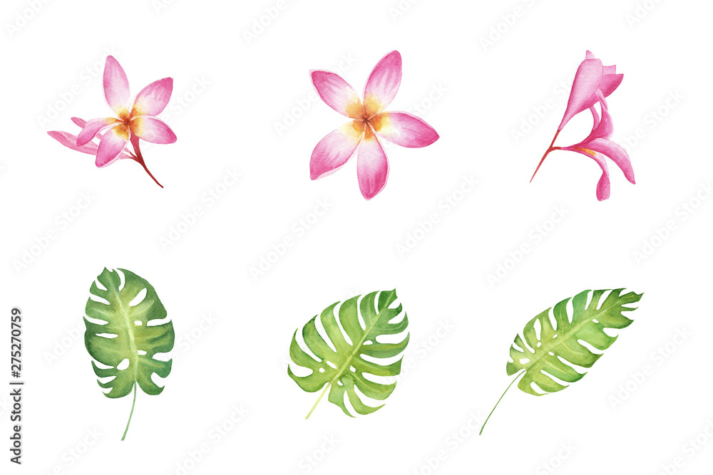 hand painted watercolor set of tropical hibiscus flowers and monstera leaves isolated on white background. elements for design, greeting card, invitation hand painted watercolor set of tropical hibiscus flowers and monstera leaves isolated on white background. elements for design, greeting card, invitation