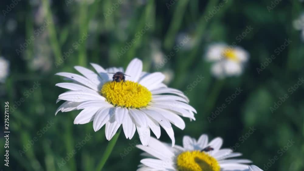 Insect on daisy flower in field Insect on daisy flower in field