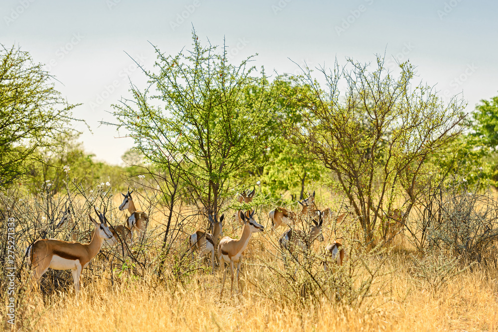 Springbok - Antidorcas marsupialis, beautiful iconic antelop from southern African bushes and plains, Etosha national park, Namibia. Springbok - Antidorcas marsupialis, beautiful iconic antelop from southern African bushes and plains, Etosha national park, Namibia.