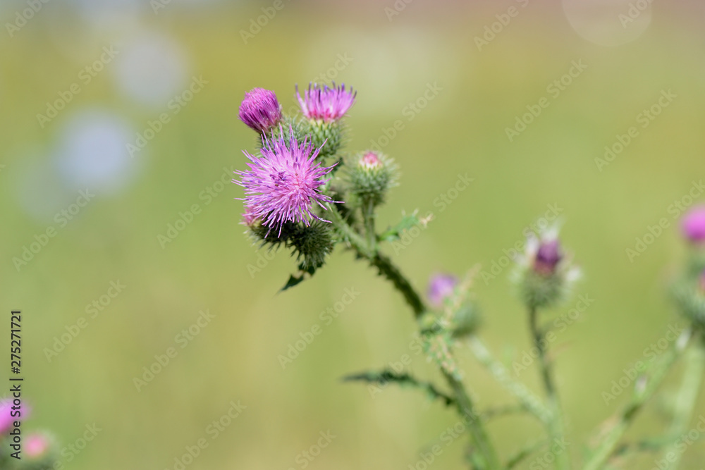 Blooming thistle on a sunny summer day close-up Blooming thistle on a sunny summer day close-up