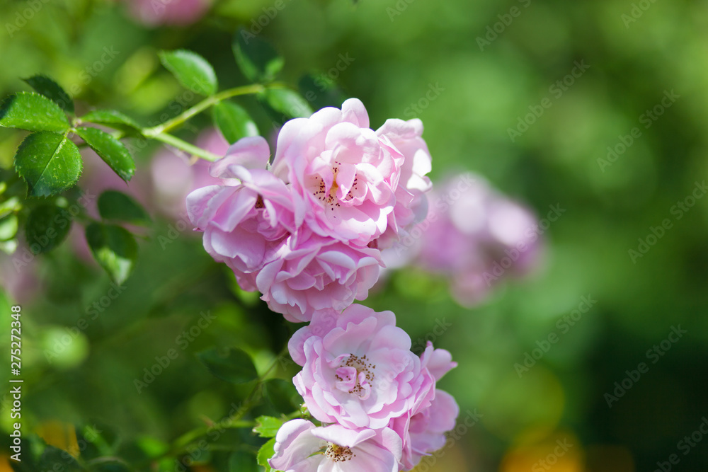 Rose flower photo. Beautiful spring or summer bloomingrose plant. Flower blossom bright image. Rose bush bloom.Selective focus, blurred background