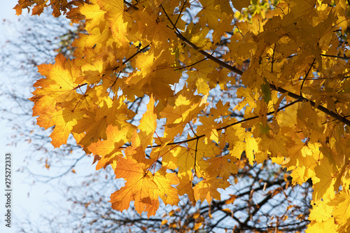 maple leaves on a tree © oleh11
