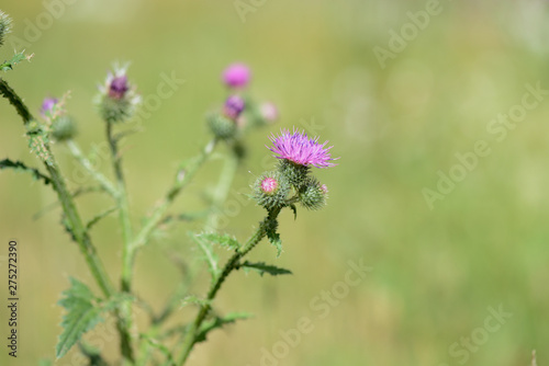 Blooming thistle on a sunny summer day close-up