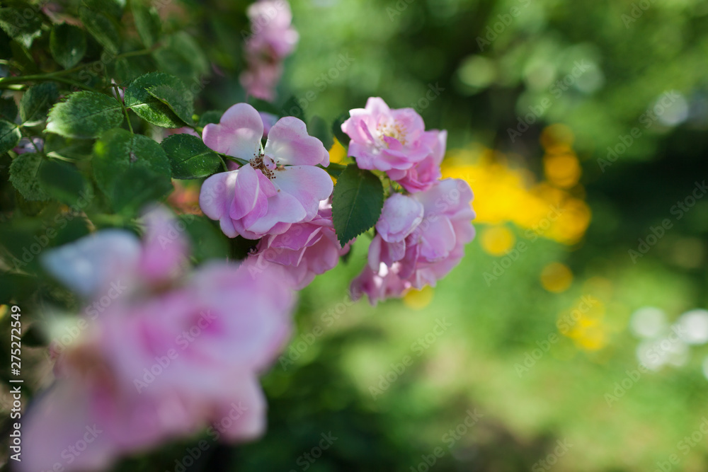 Rose flower photo. Beautiful spring or summer bloomingrose plant. Flower blossom bright image. Rose bush bloom.Selective focus, blurred background Rose flower photo. Beautiful spring or summer bloomingrose plant. Flower blossom bright image. Rose bush bloom.Selective focus, blurred background