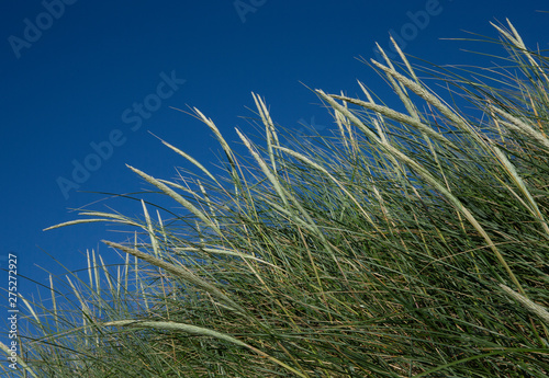 Grass. Beach and dunes North Sea coast. Julianadorp