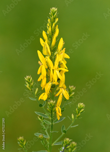 Faerberginster, Genista, tinctoria photo