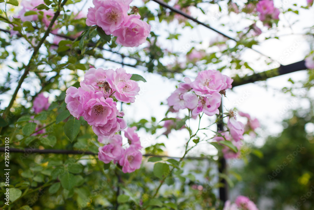 Rose flower photo. Beautiful spring or summer bloomingrose plant. Flower blossom bright image. Rose bush bloom.Selective focus, blurred background Rose flower photo. Beautiful spring or summer bloomingrose plant. Flower blossom bright image. Rose bush bloom.Selective focus, blurred background