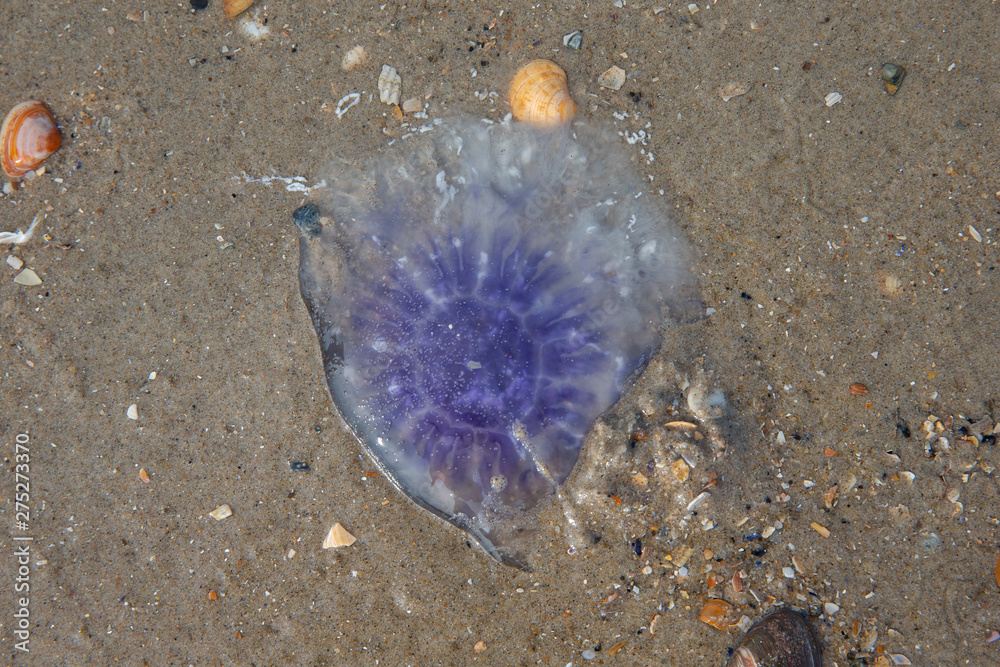 Fototapeta premium Jellyfish. Beach and dunes North Sea coast. Julianadorp